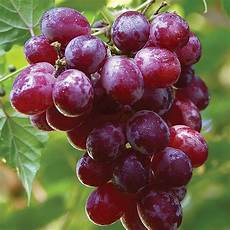 Grape Vinegars