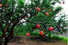 Pomegranate Syrups
