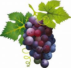 Grape Vinegar