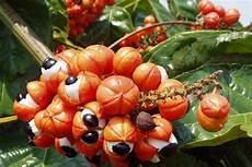 Guarana Brazilian Soda