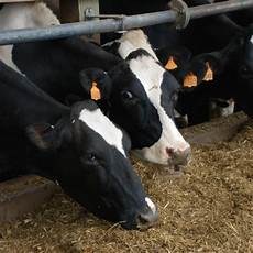 Milk Products