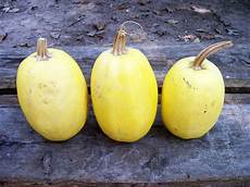 Orange Squashes