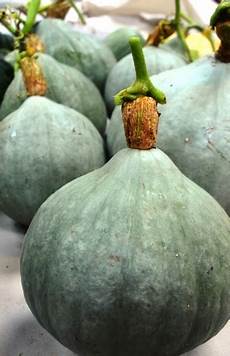 Orange Squashes