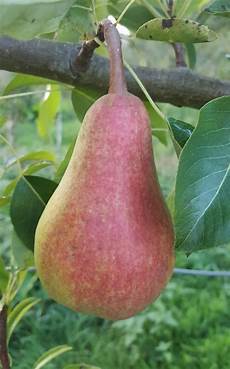 Pear Juice