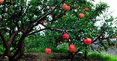 Pomegranate Juices
