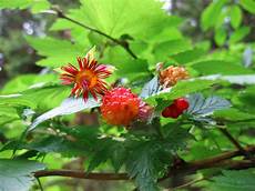 Syrups